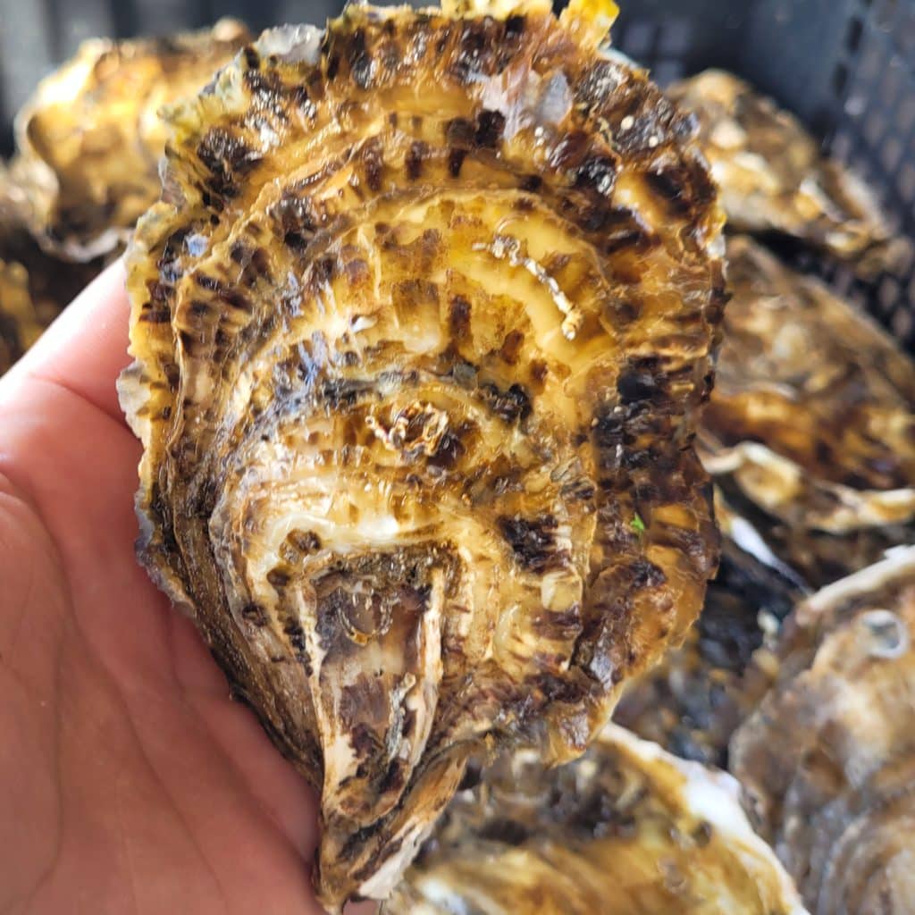 Prendas de Arrubia: Ostriche Crassostrea Gigas Premium dell'Oasi di S'Ena Arrubia